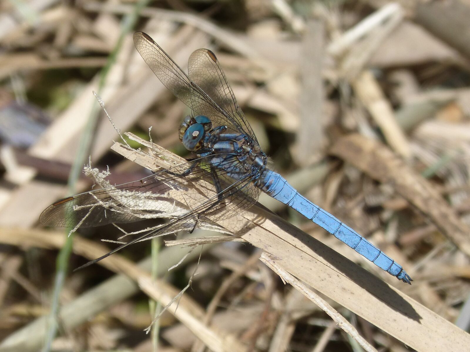 Panasonic DMC-FZ62 sample photo. Dragonfly, blue dragonfly, pond photography