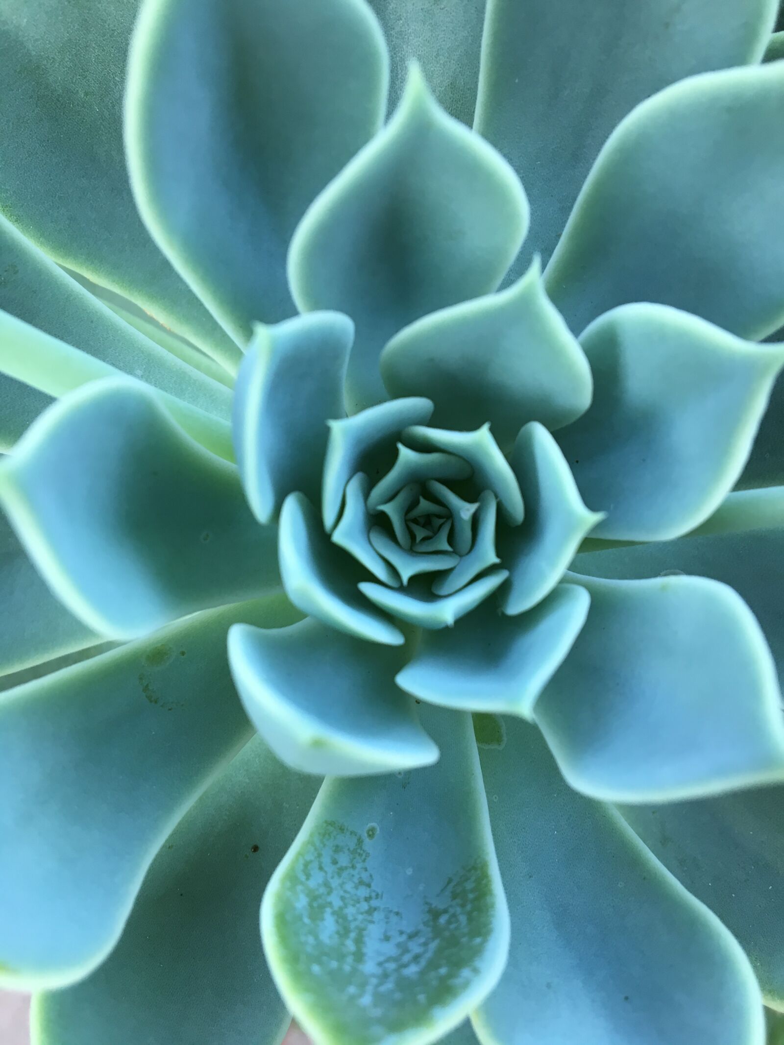 iPhone 6s back camera 4.15mm f/2.2 sample photo. Garden, geometry, succulent photography