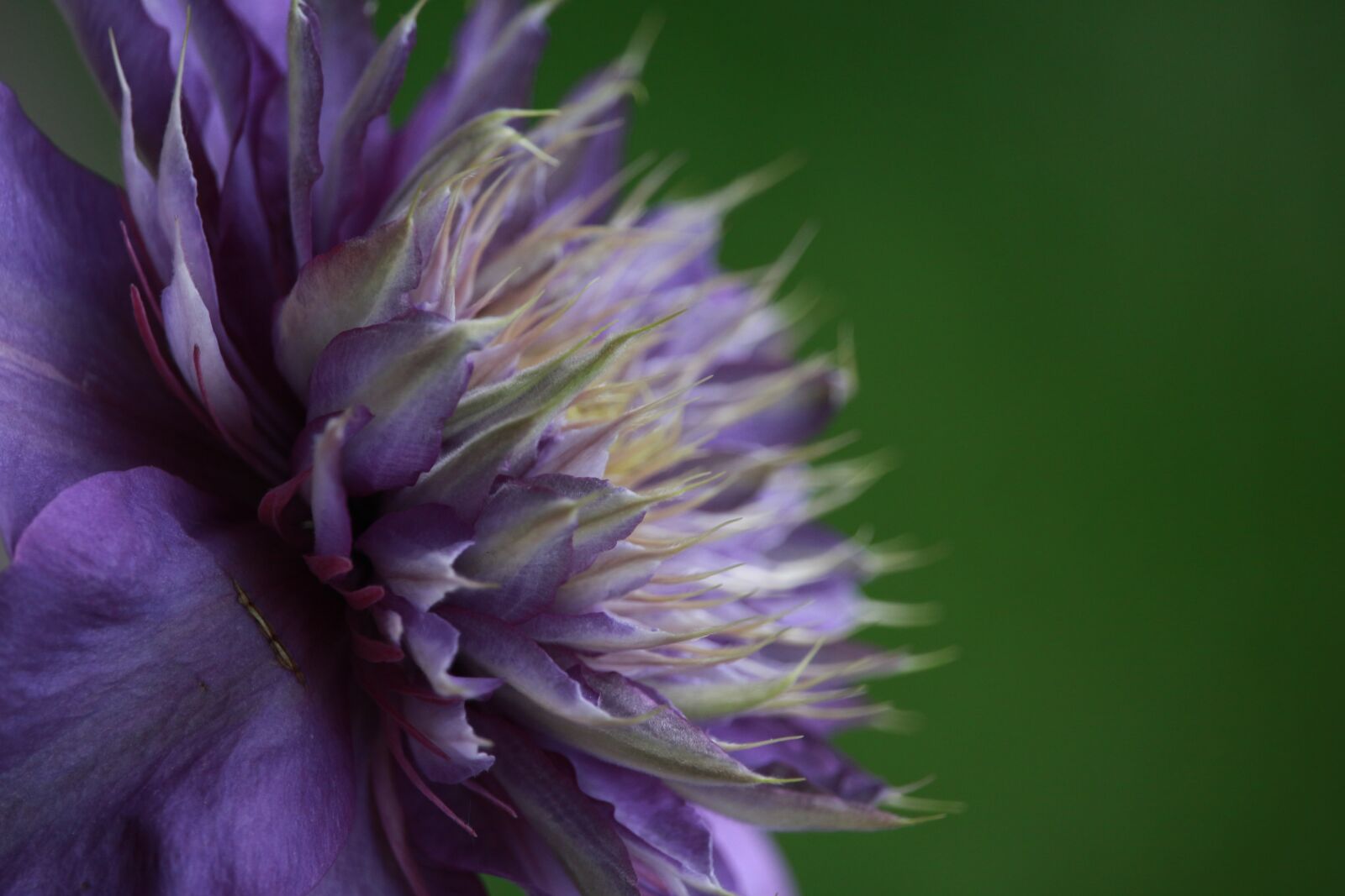 Canon EF-S 55-250mm F4-5.6 IS STM sample photo. Nature, flower, star photography