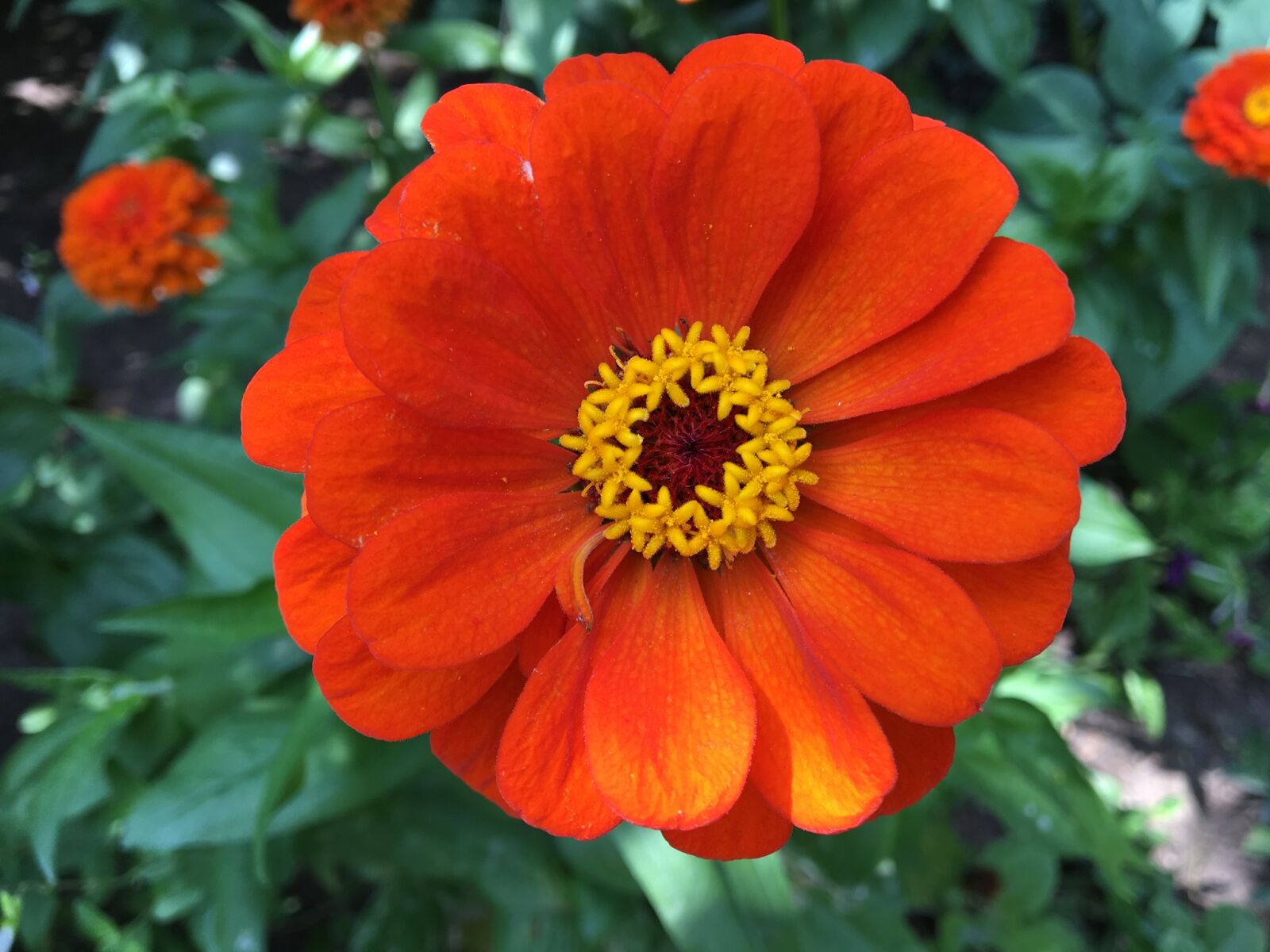iPhone 6s back camera 4.15mm f/2.2 sample photo