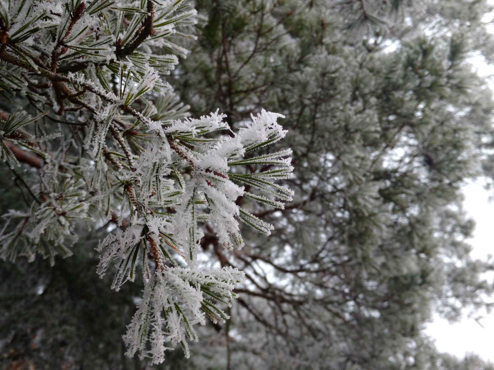 Motorola Moto X Play sample photo. Forest, frost, winter photography