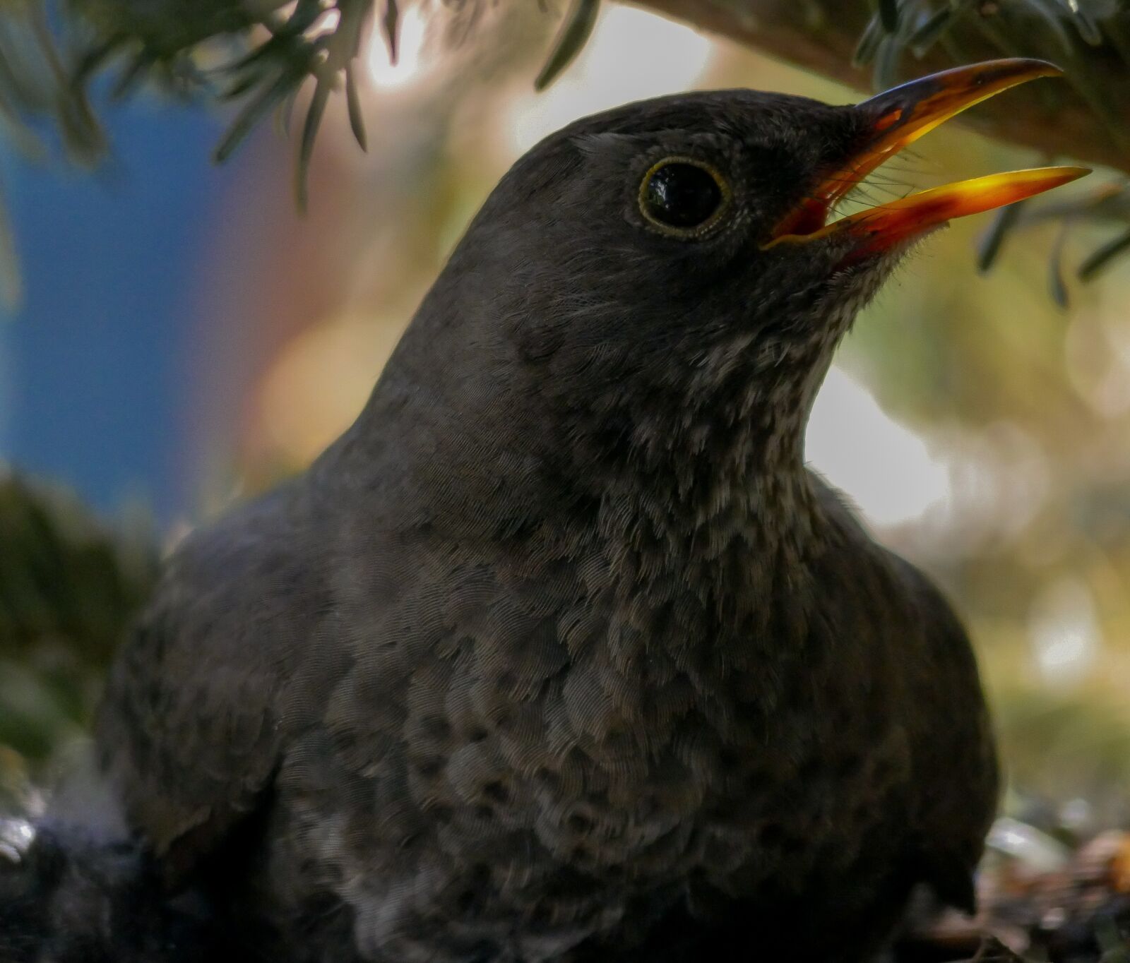 Panasonic DMC-G70 sample photo. Animals, nature, bird photography