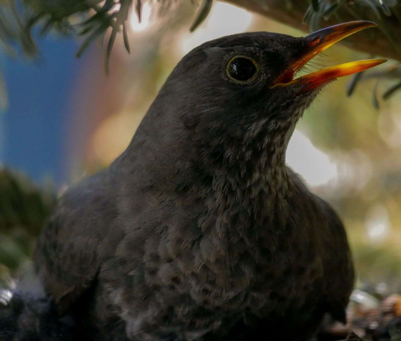 Panasonic DMC-G70 + Panasonic Lumix G Vario 100-300mm F4-5.6 OIS sample photo. Animals, nature, bird photography