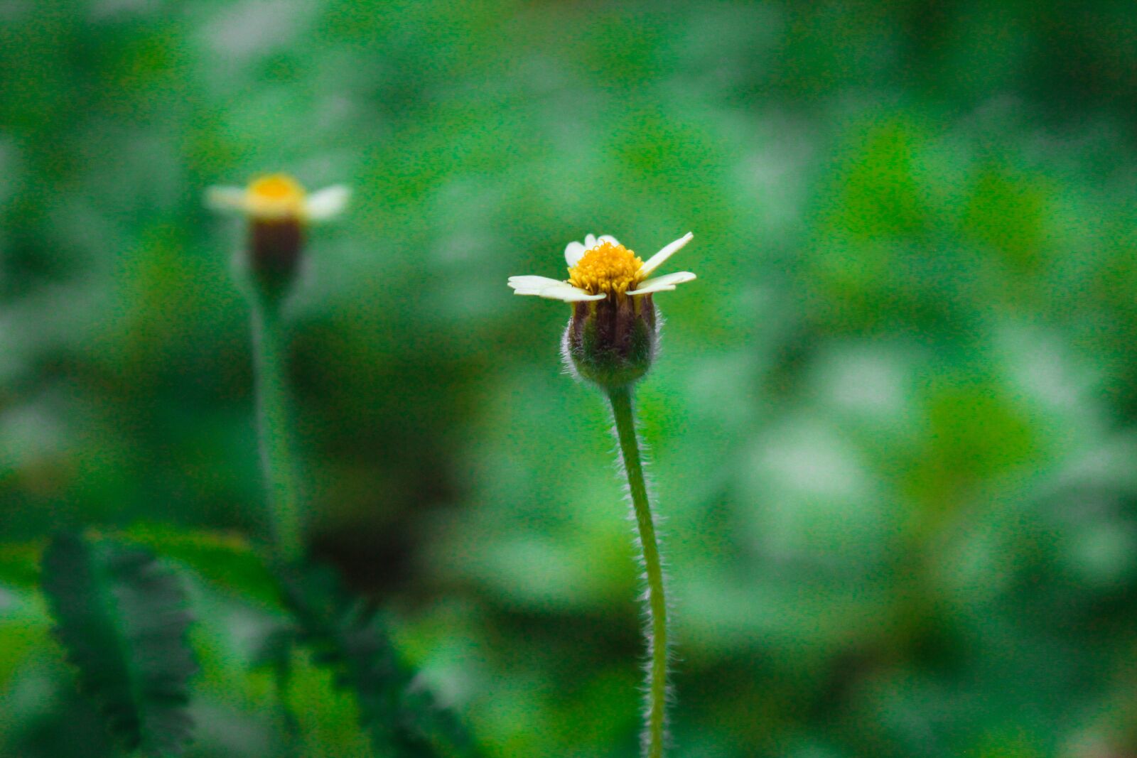 Canon EOS 1200D (EOS Rebel T5 / EOS Kiss X70 / EOS Hi) sample photo. Nature, flower, yellow photography