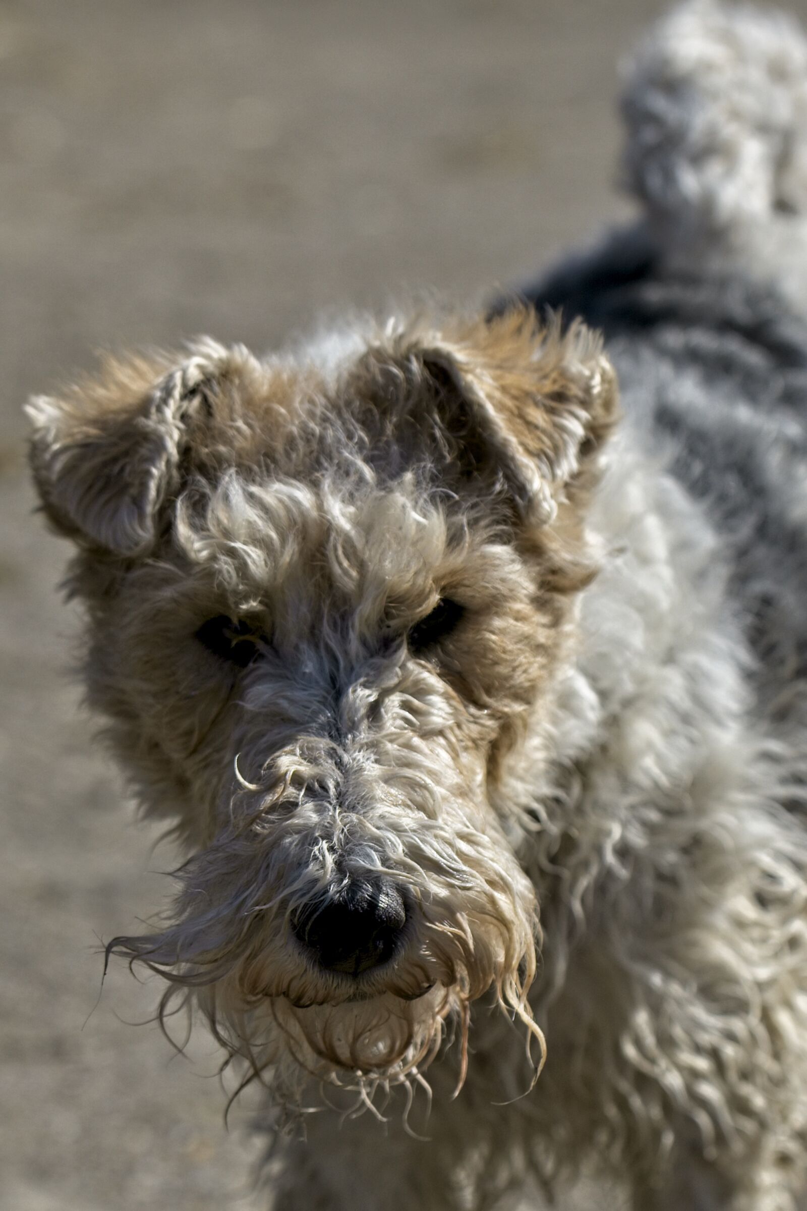 Canon EOS R sample photo. Fox terrier, dog, terrier photography