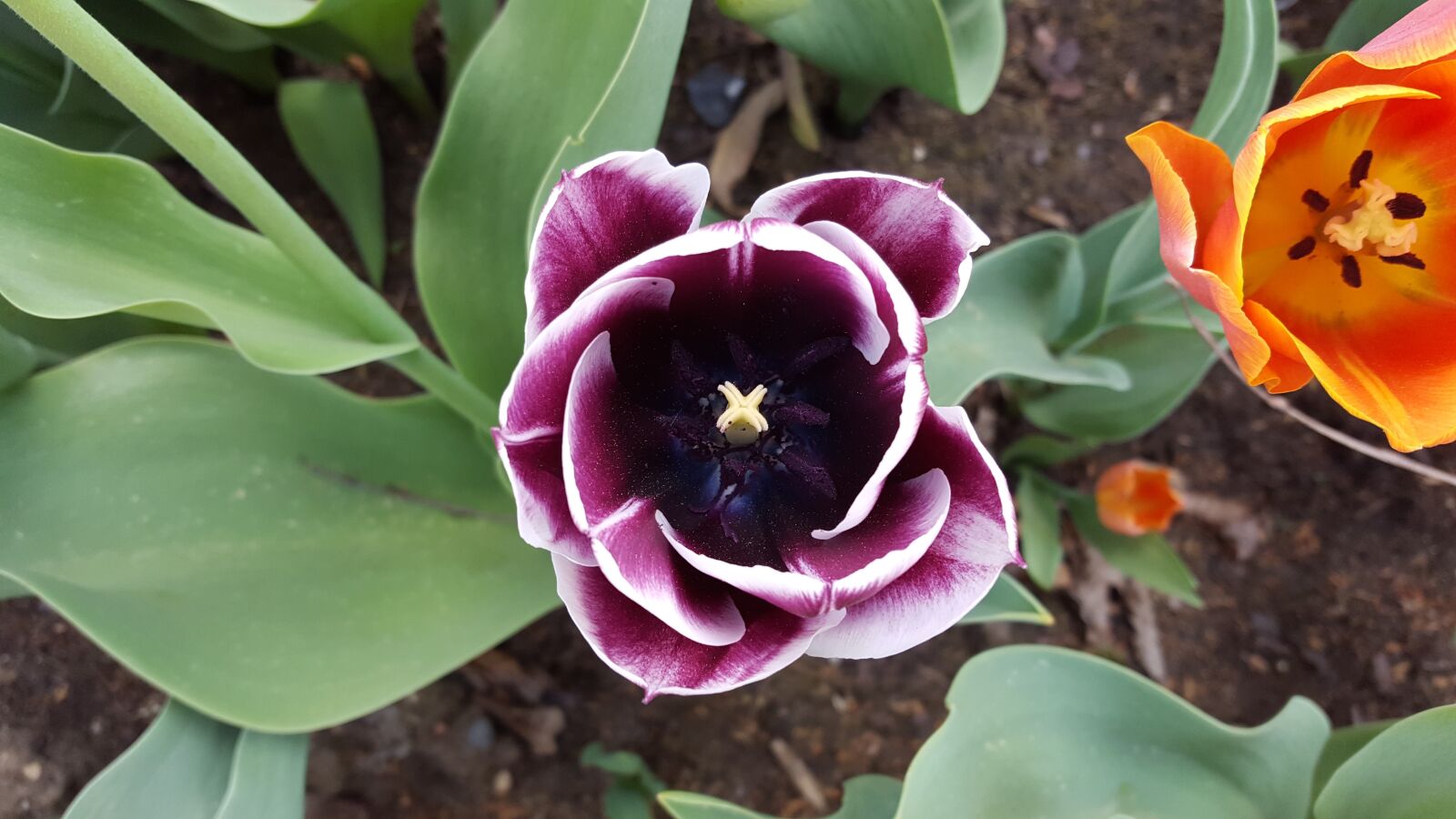 Samsung GALAXY S6 edge sample photo. Flower, blossom, bloom photography