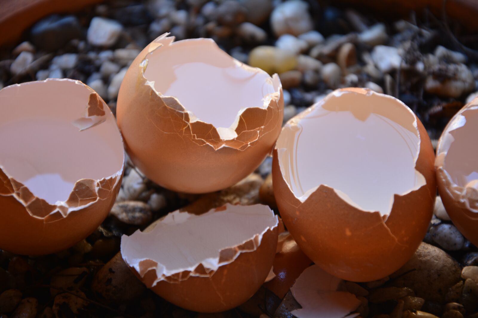 Nikon D5200 sample photo. Broken eggs, calcium, shells photography