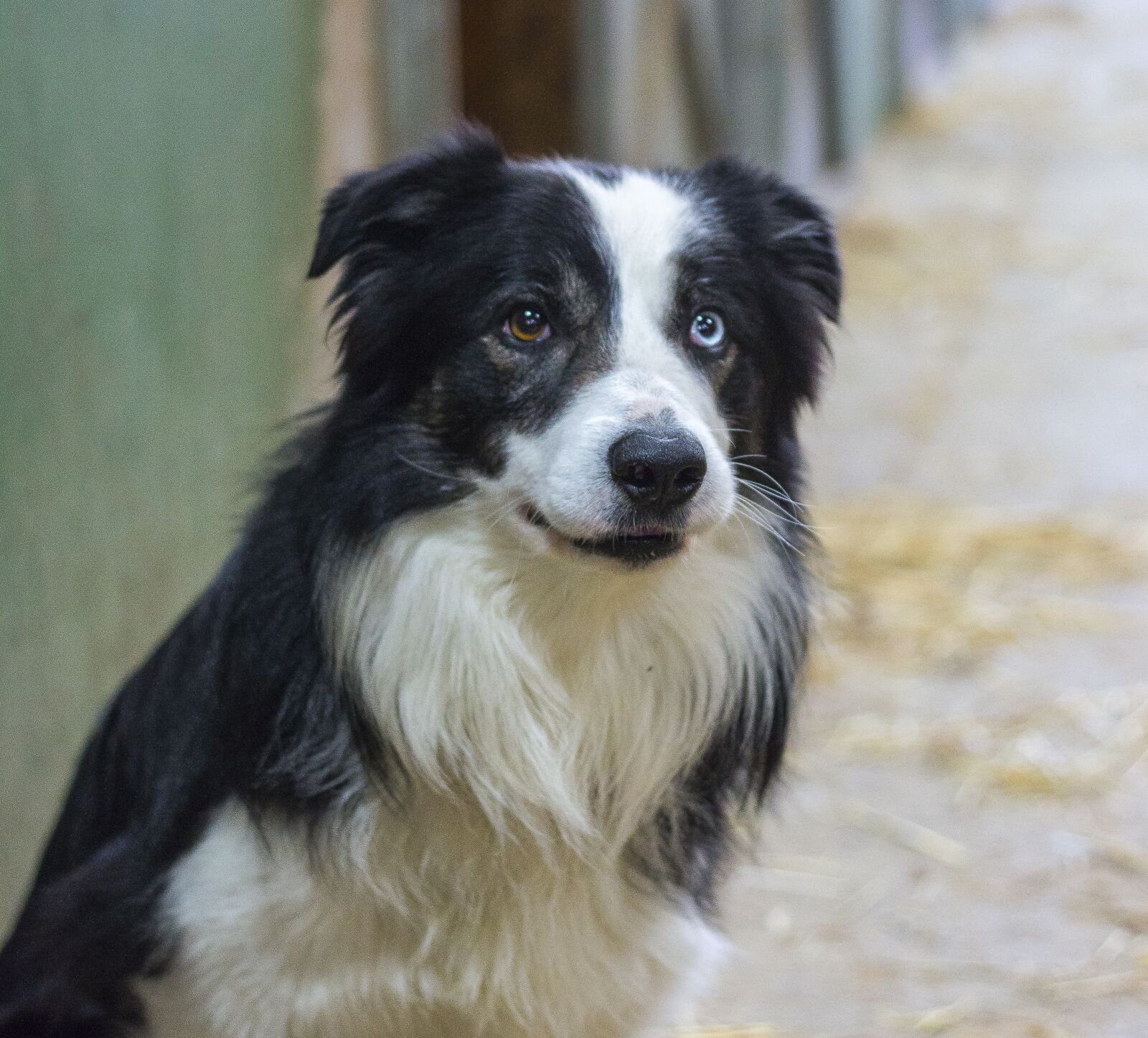 Canon EOS 70D + Canon EF 50mm F1.8 II sample photo. Dog, border collie, animal photography