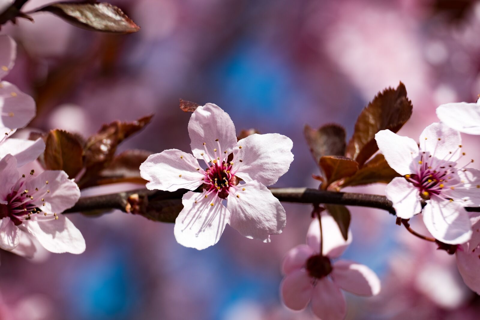 Fujifilm XF 55-200mm F3.5-4.8 R LM OIS sample photo. Flower, plum, spring photography
