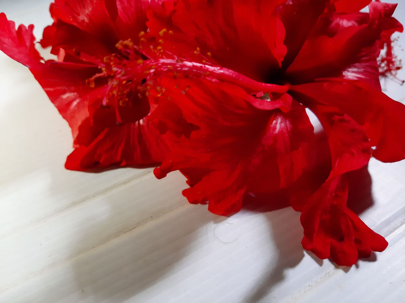 Samsung SM-A505F sample photo. Hibiscus, red flower, flower photography