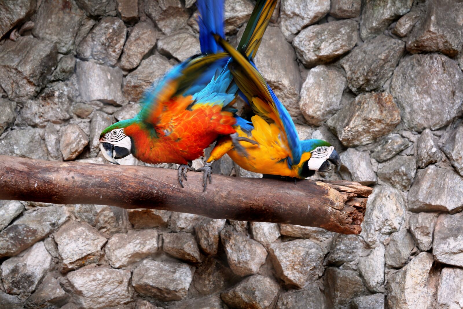 Canon EOS 5D Mark III sample photo. Macaws in the natural photography