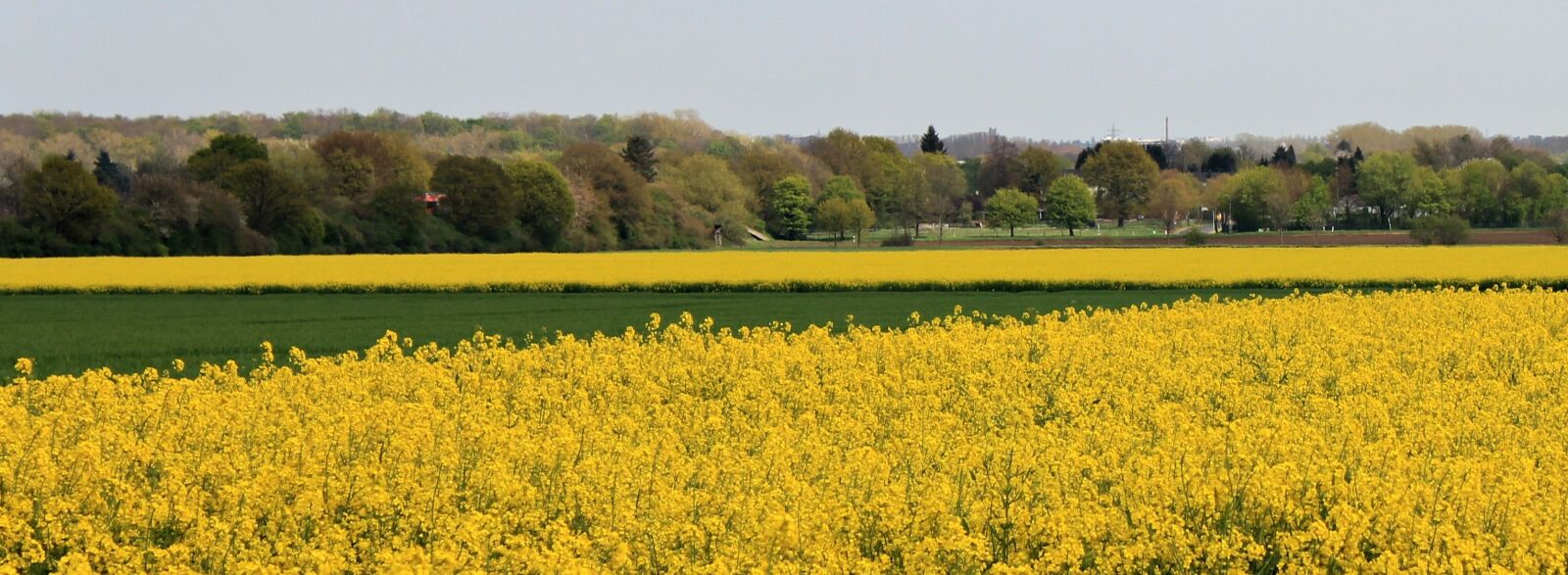 Canon EOS 550D (EOS Rebel T2i / EOS Kiss X4) sample photo. Landscape, field of rapeseeds photography
