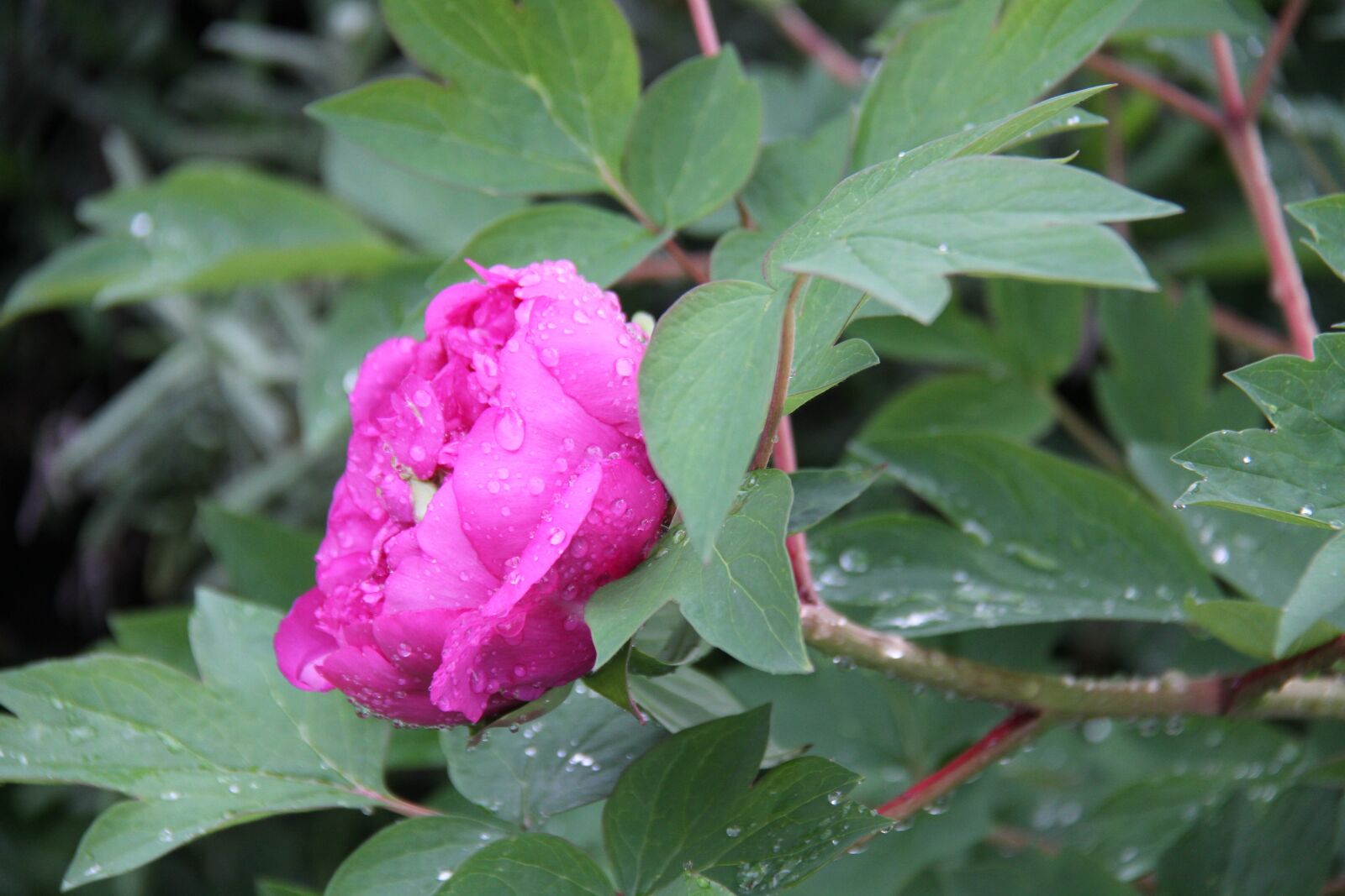 Canon EOS 7D sample photo. Peony, flower, shrub photography