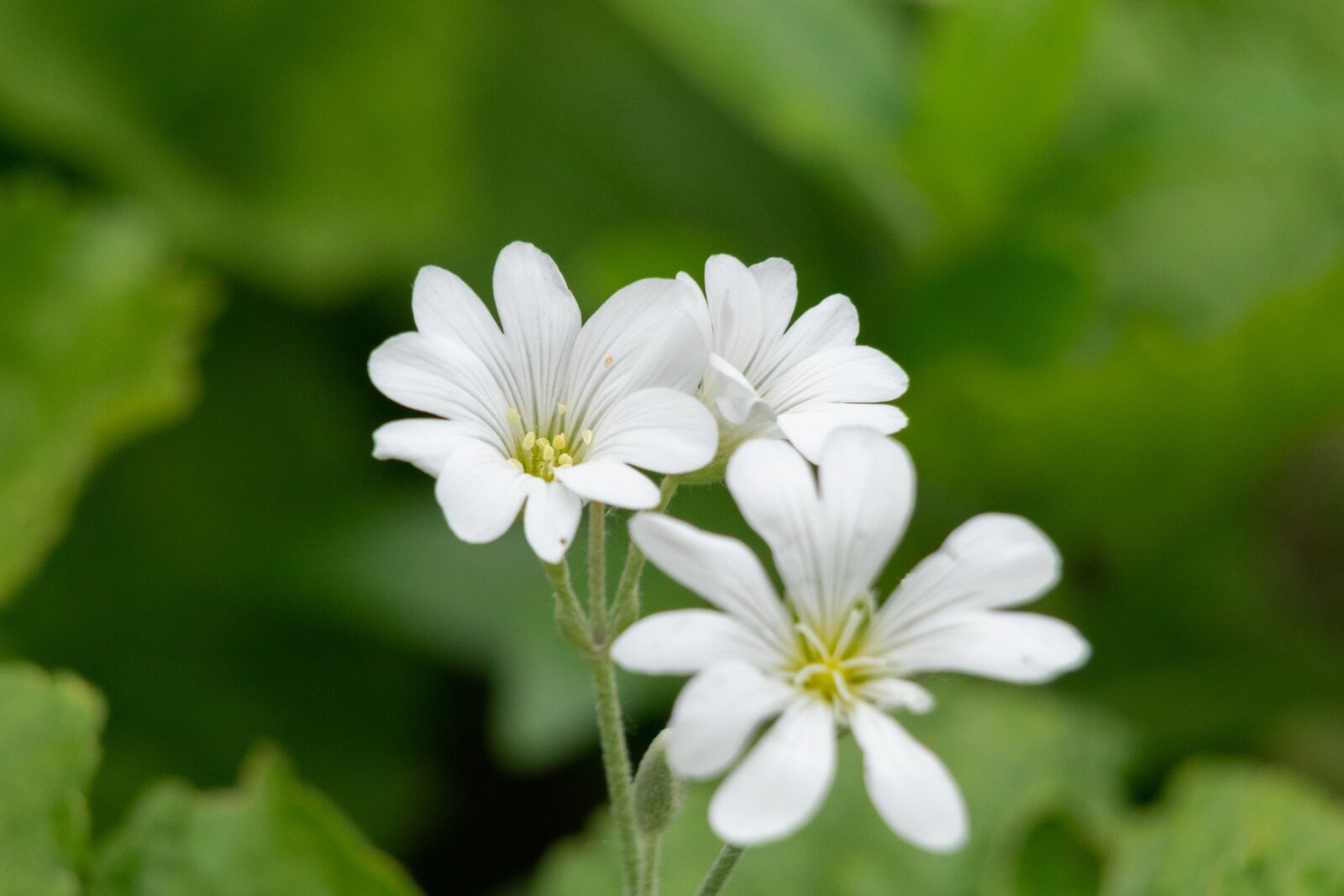 Nikon D3300 sample photo. Flower, garden, nature photography