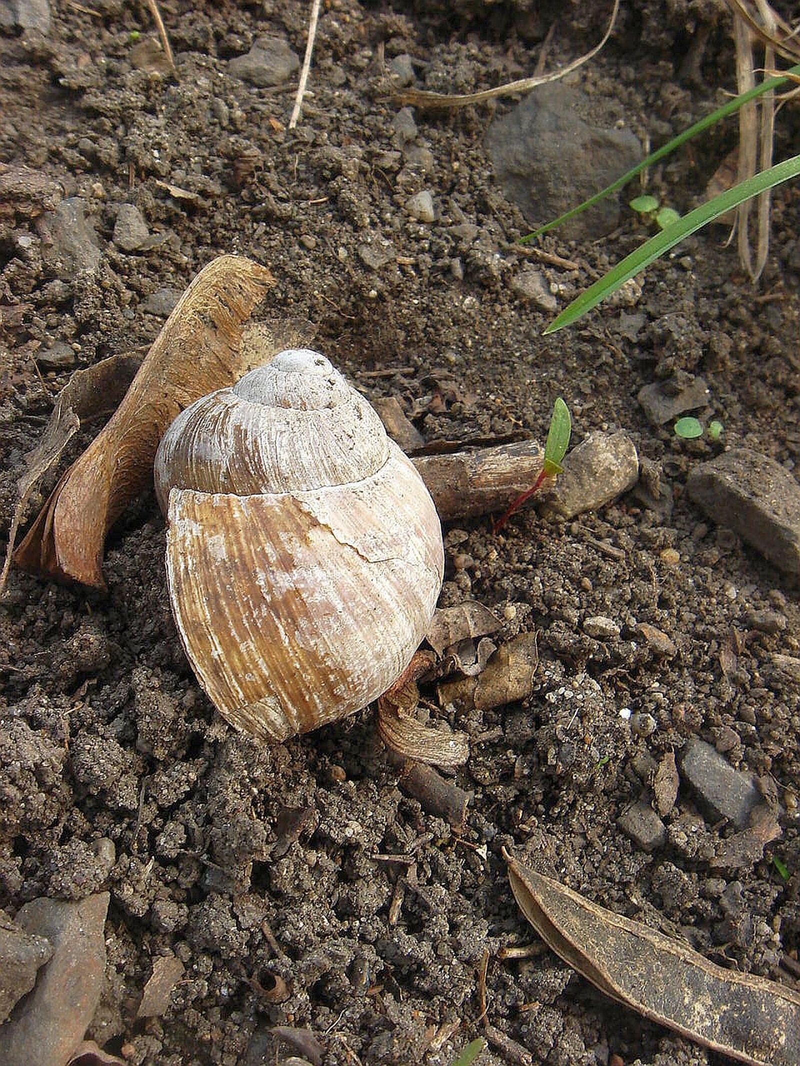 Sony DSC-T5 sample photo. Conch, snail, abandoned photography