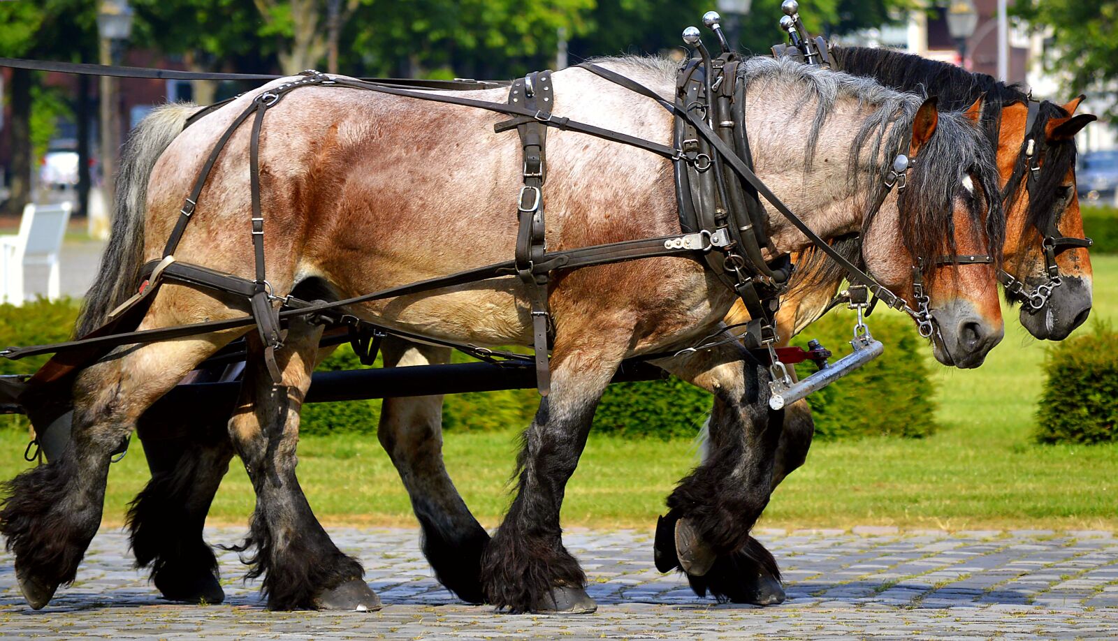 Nikon D3200 sample photo. Work horses, draft horses photography