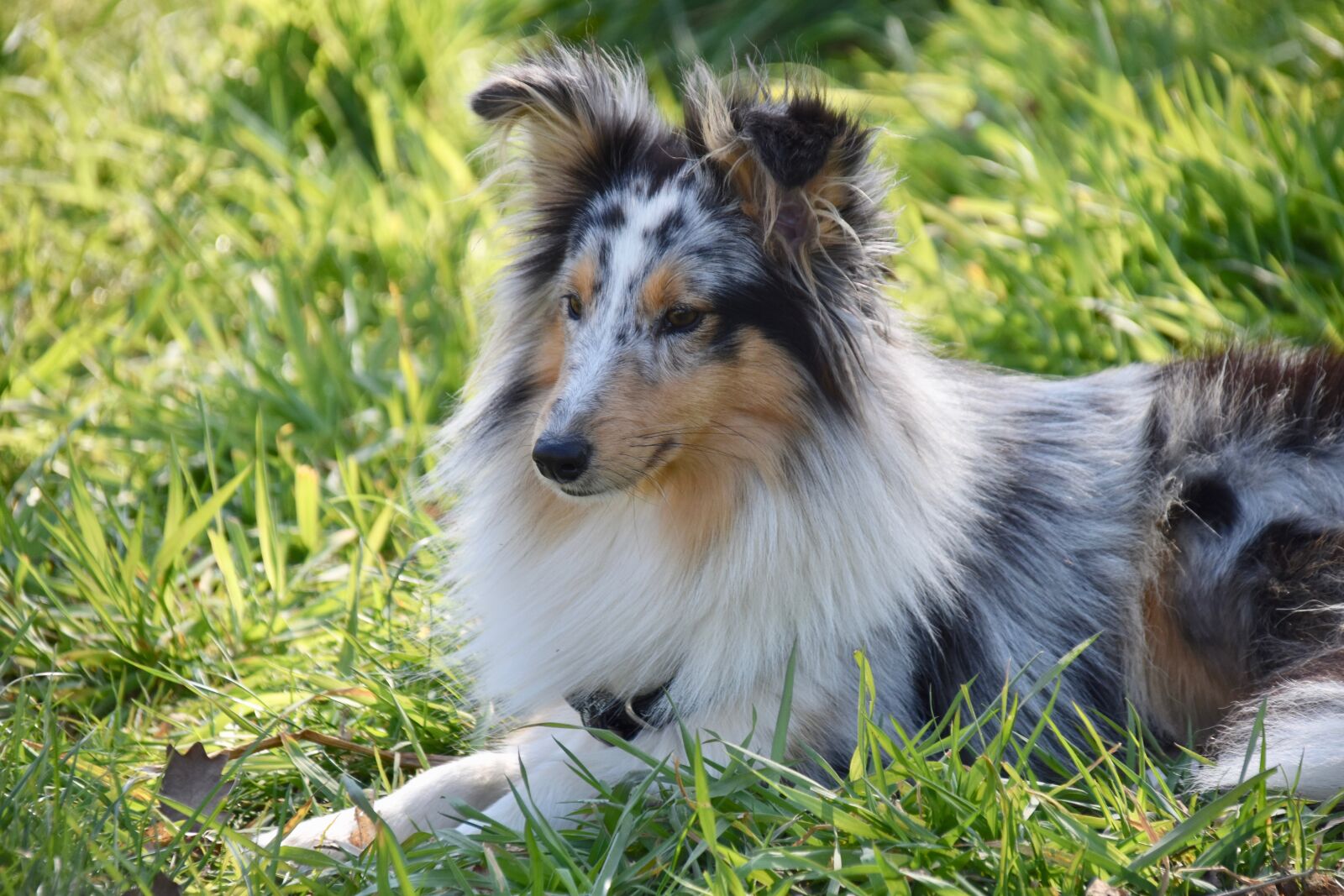 Nikon D5600 sample photo. Dog, bitch, dog portrait photography
