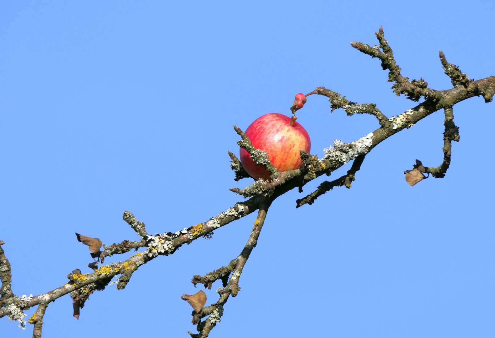 Panasonic Lumix DMC-FZ2500 (Lumix DMC-FZ2000) sample photo. Apple, left, branch photography