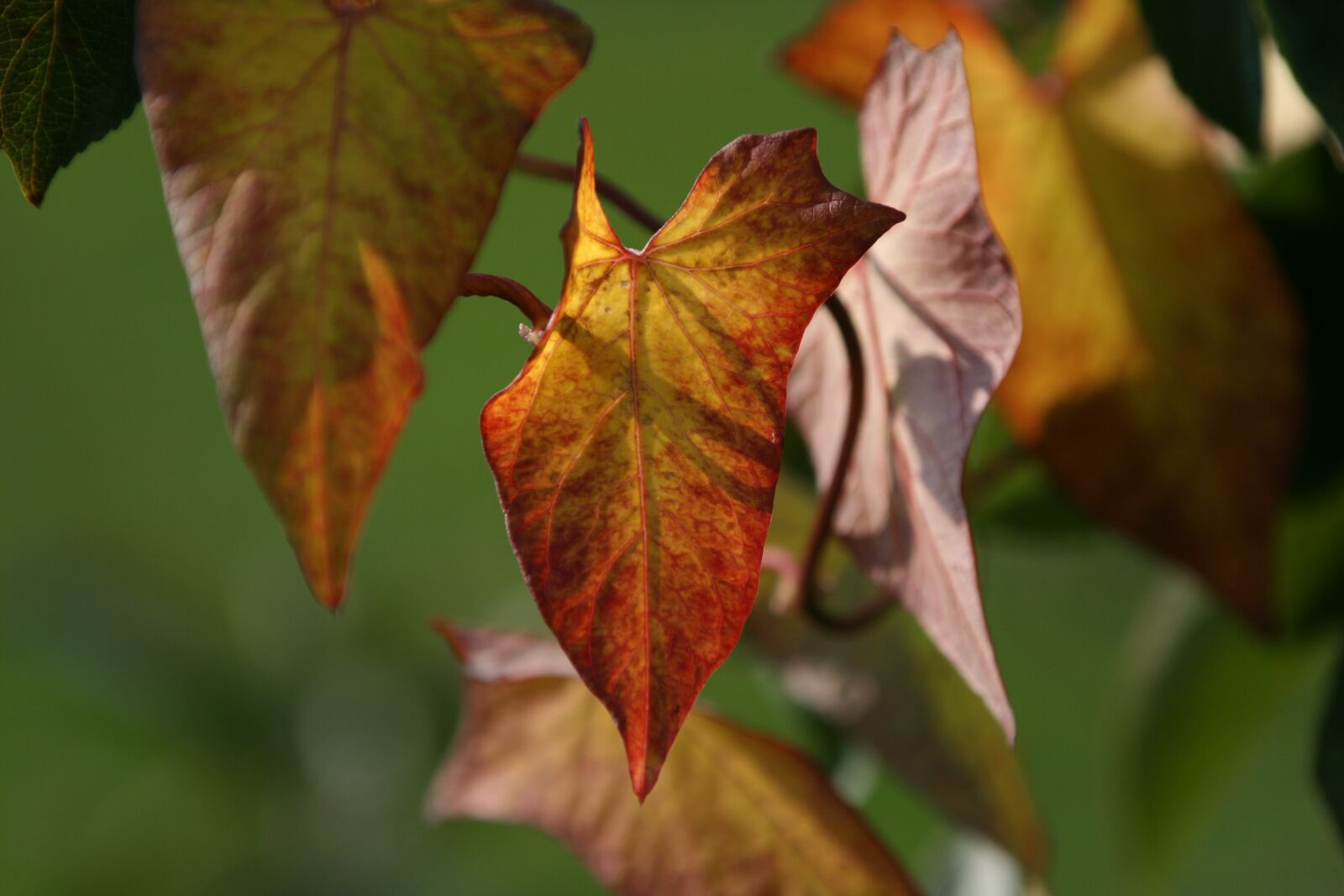 Canon EOS 400D (EOS Digital Rebel XTi / EOS Kiss Digital X) sample photo. Mood, leaf, autumn photography