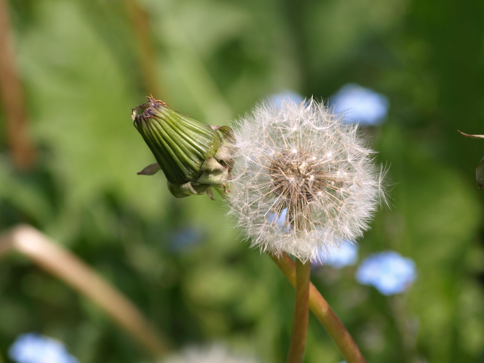 Olympus E-510 (EVOLT E-510) sample photo. Dandelion, bud, plant photography