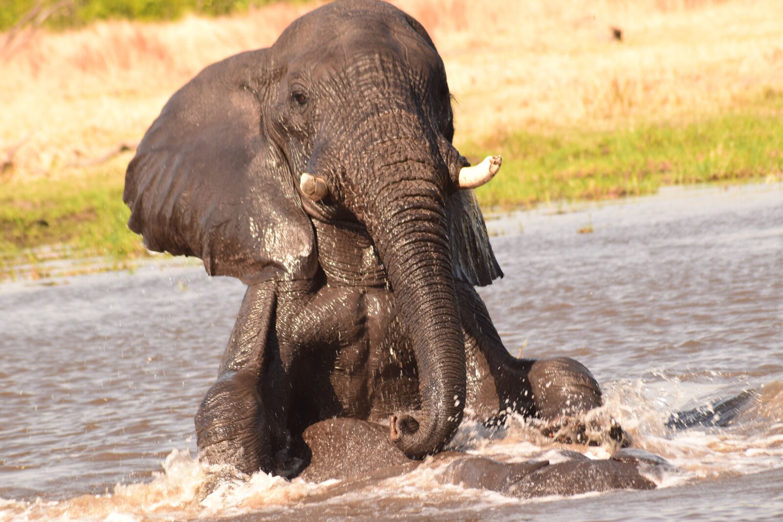 Nikon D5300 sample photo. Elephant, water, play photography