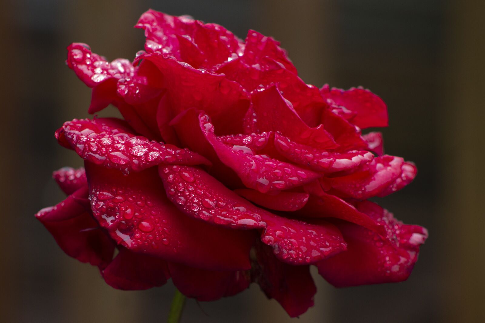 Canon EOS 1100D (EOS Rebel T3 / EOS Kiss X50) + Canon EF75-300mm f/4-5.6 sample photo. Rose, red, raindrops photography