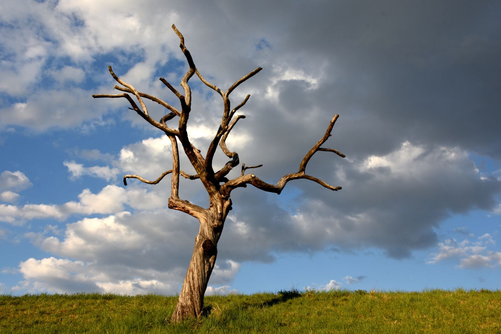 Nikon D7200 sample photo. Tree skeleton, clouds, meadow photography