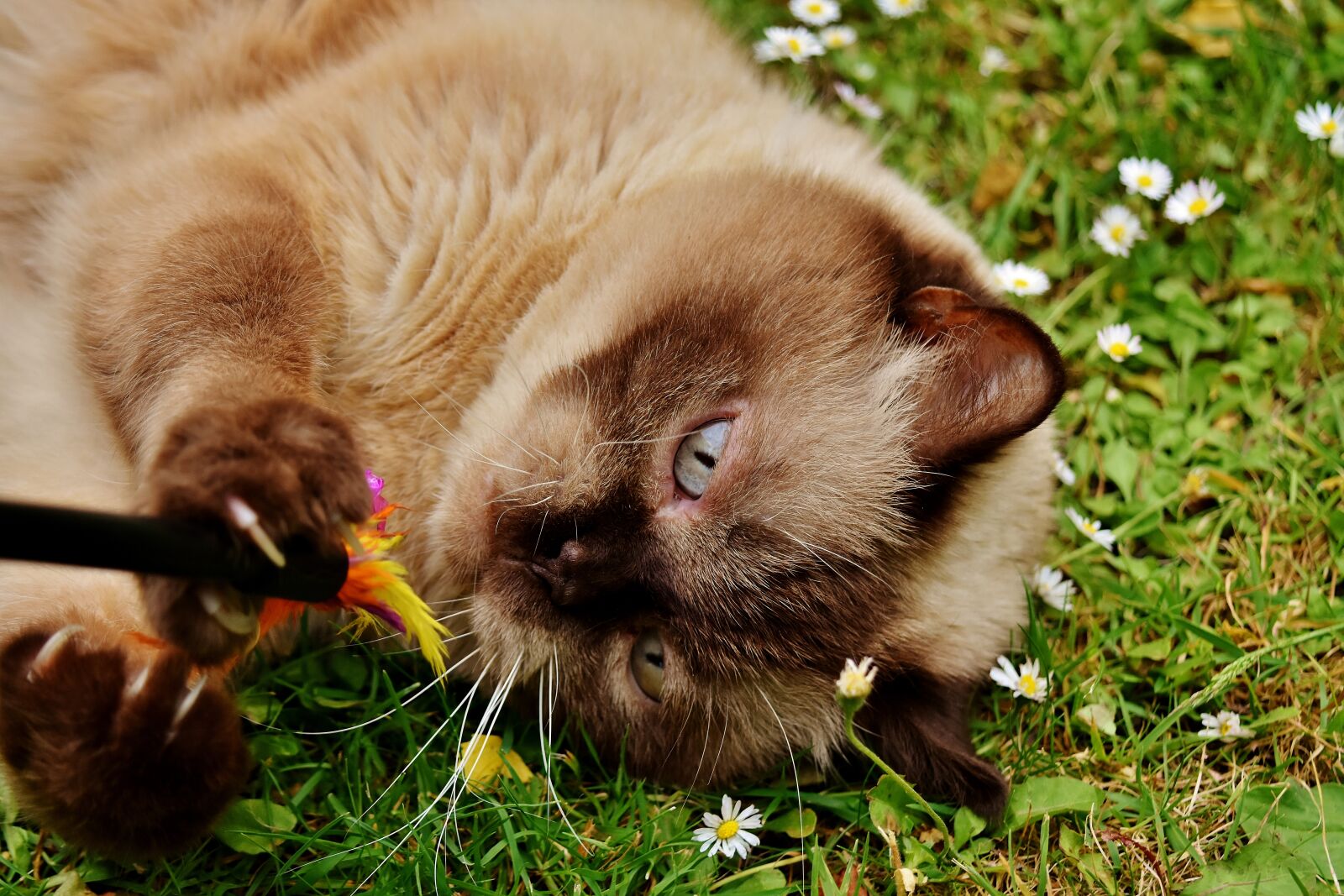 Nikon D7200 sample photo. British shorthair, rest, relaxed photography