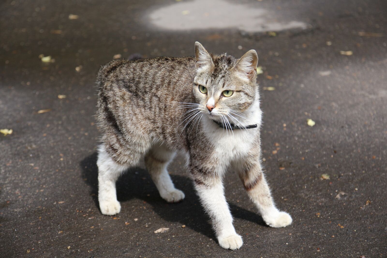 Canon EOS 700D (EOS Rebel T5i / EOS Kiss X7i) sample photo. Cat, animal, cure photography