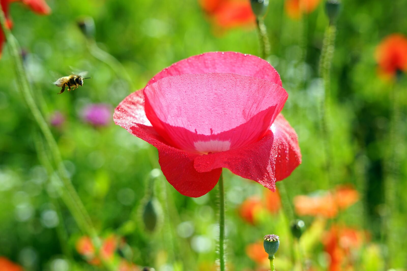 Sony FE 24-105mm F4 G OSS sample photo. Bee, flower, summer photography