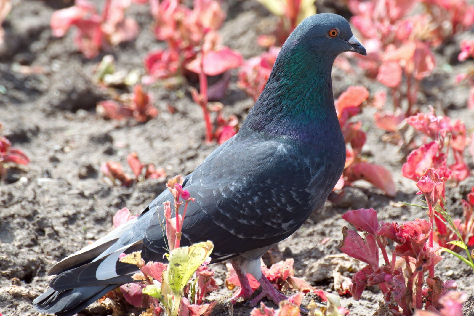 Nikon D5300 sample photo. Pigeon, bird, plumage photography