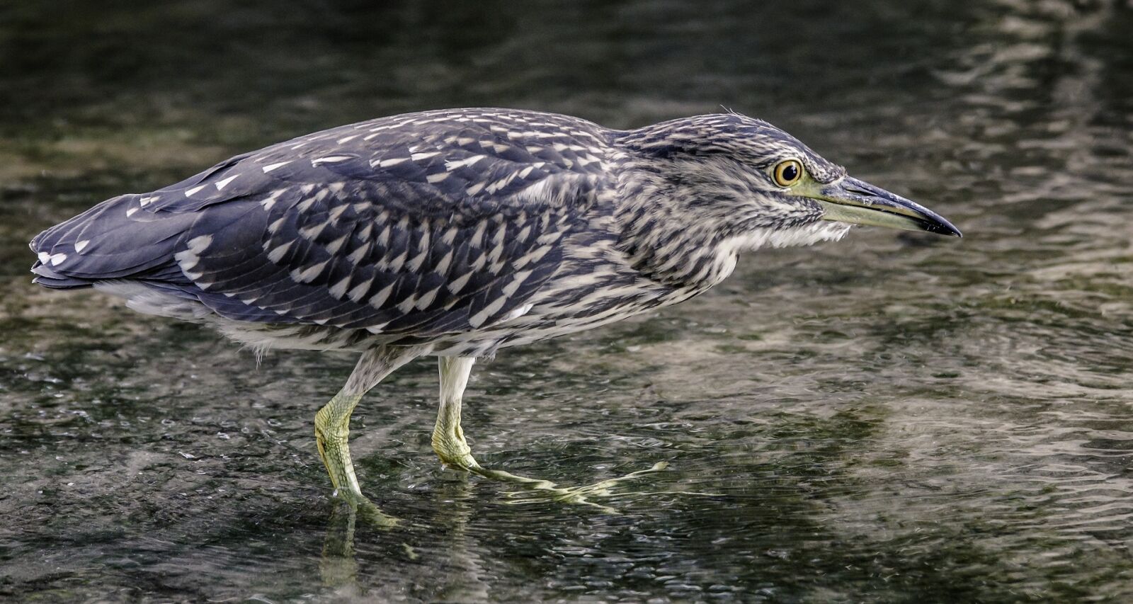 Canon EOS 600D (Rebel EOS T3i / EOS Kiss X5) sample photo. Heron, black crowned night photography