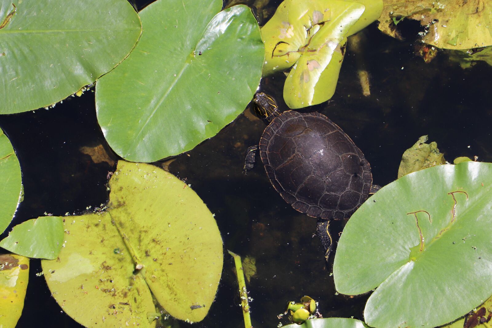 Canon EOS 77D (EOS 9000D / EOS 770D) + Canon EF-S 18-135mm F3.5-5.6 IS USM sample photo. Turtle, lily pad, pond photography