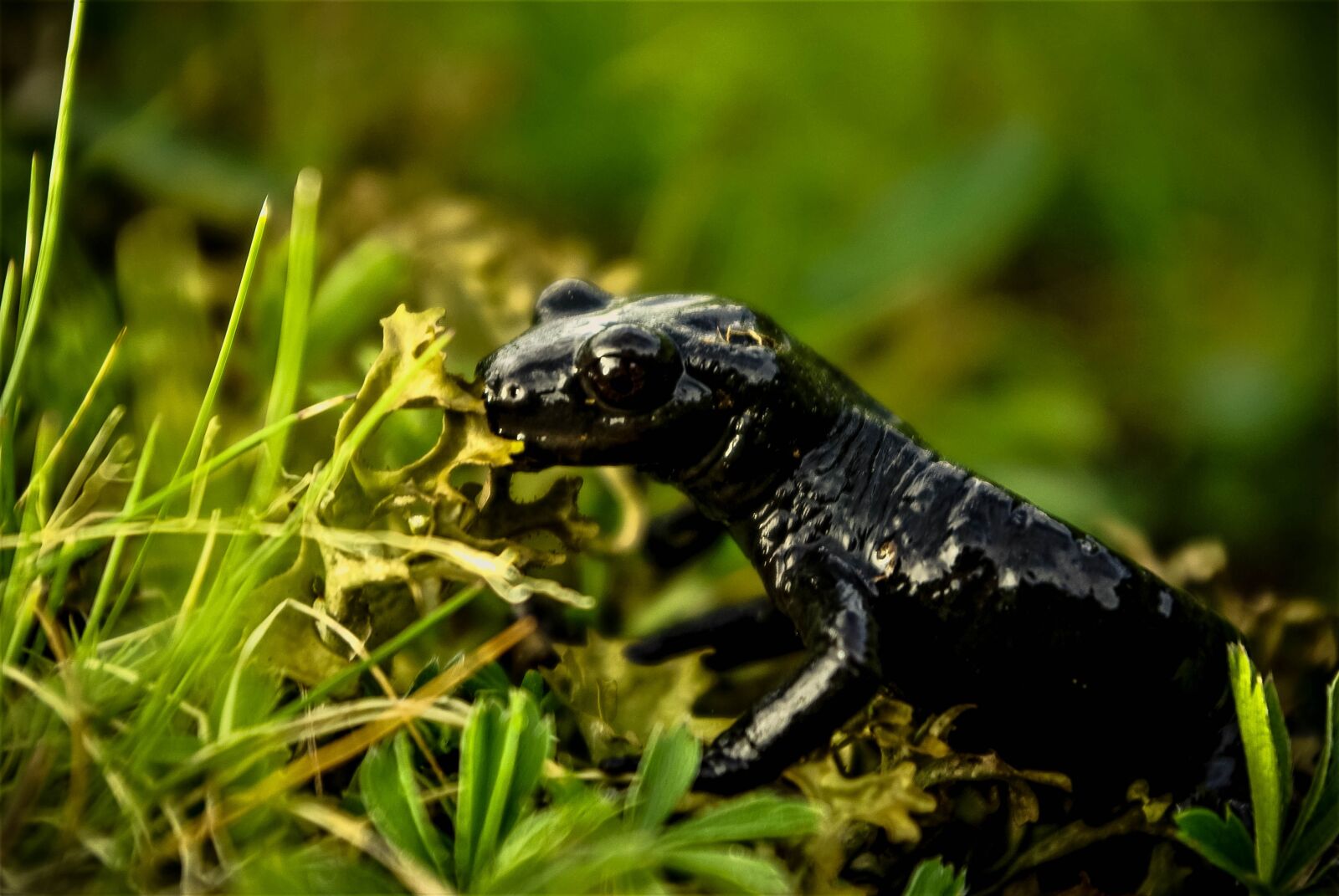 Samsung GX-10 sample photo. Salamander, lizard, amphibian photography