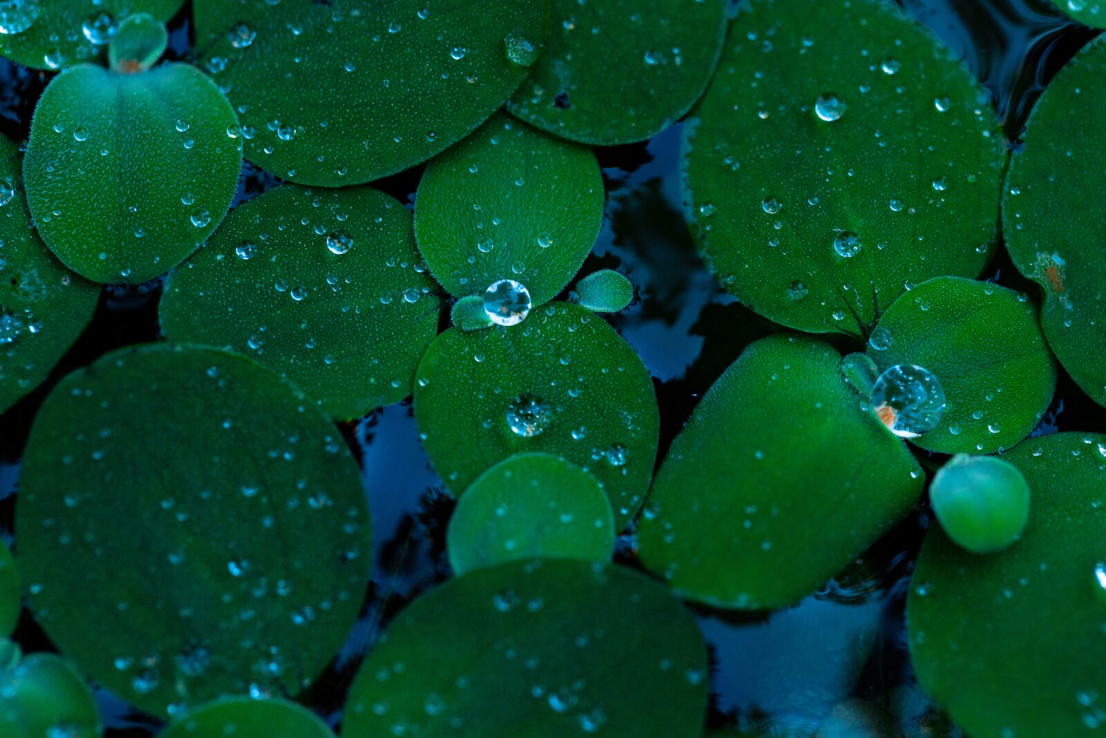 Canon EF 100mm F2.8L Macro IS USM sample photo. Water hyacinth, aquatic plant photography