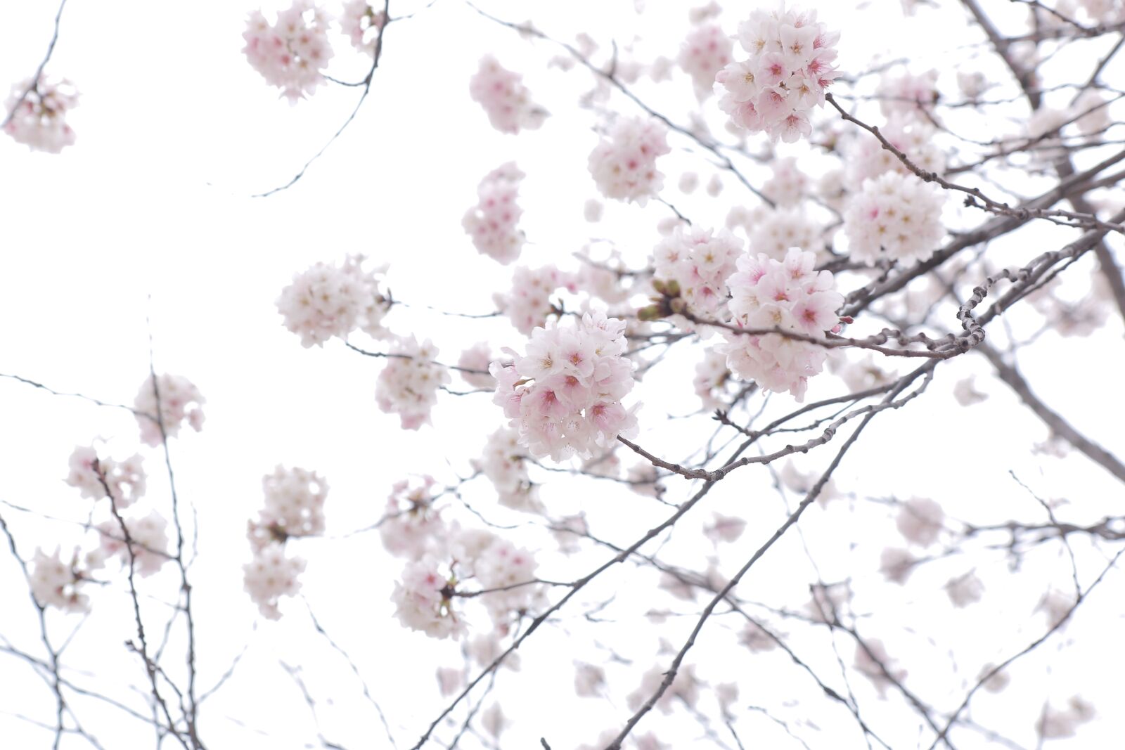 Canon EOS 70D sample photo. Flower, cherry blossom, spring photography