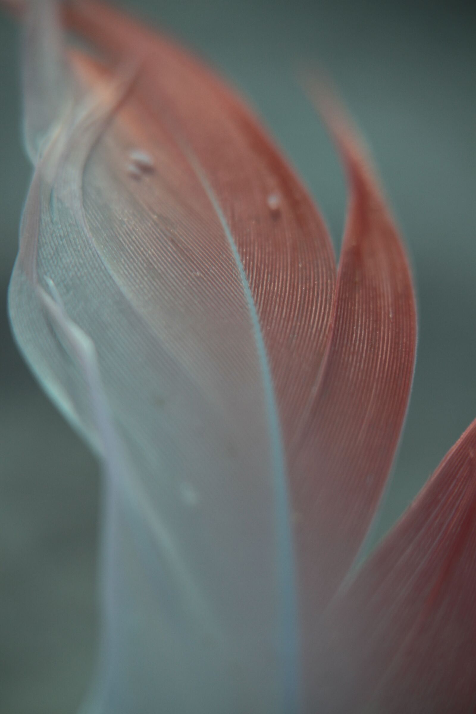 Canon EOS 7D sample photo. Flamingo, feather, detail photography