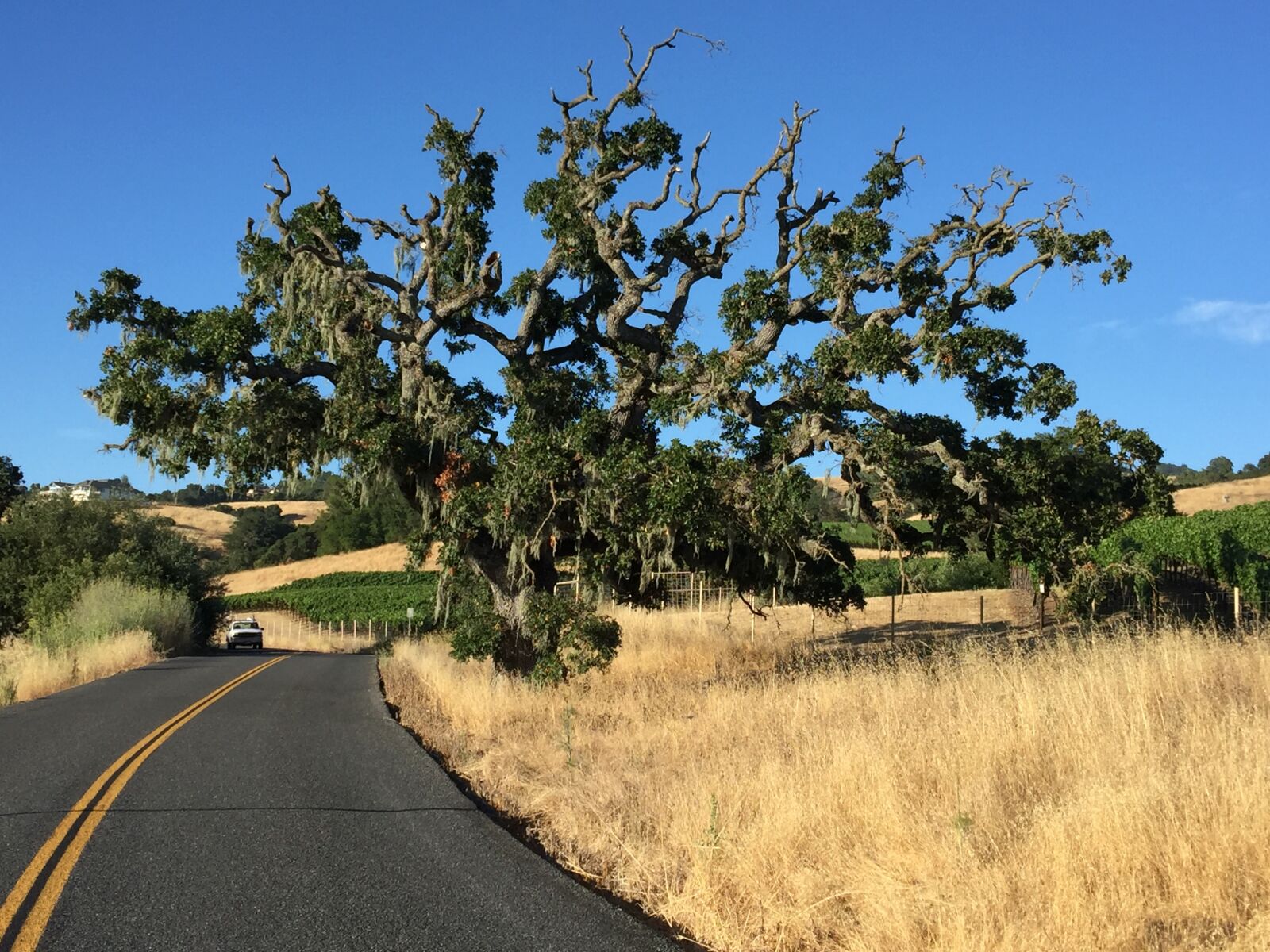 iPhone 6 Plus back camera 4.15mm f/2.2 sample photo. Tree, sonoma, california photography