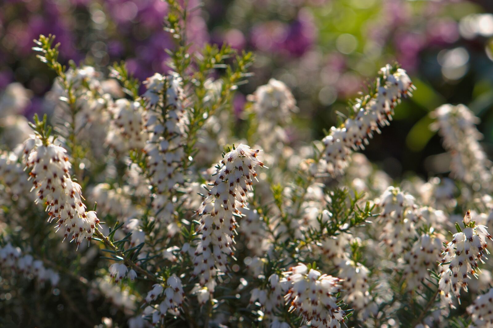 Nikon D5600 sample photo. Heide, white, nature photography