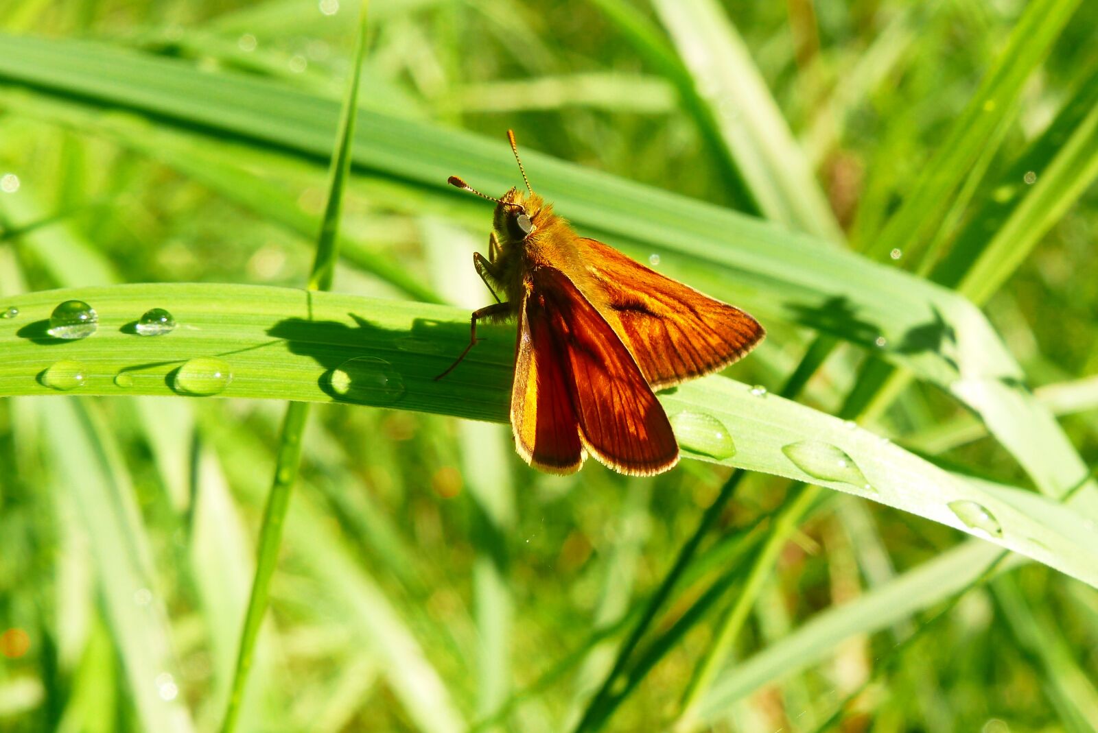 Panasonic Lumix DMC-FZ200 sample photo. Animals, invertebrates, insect photography