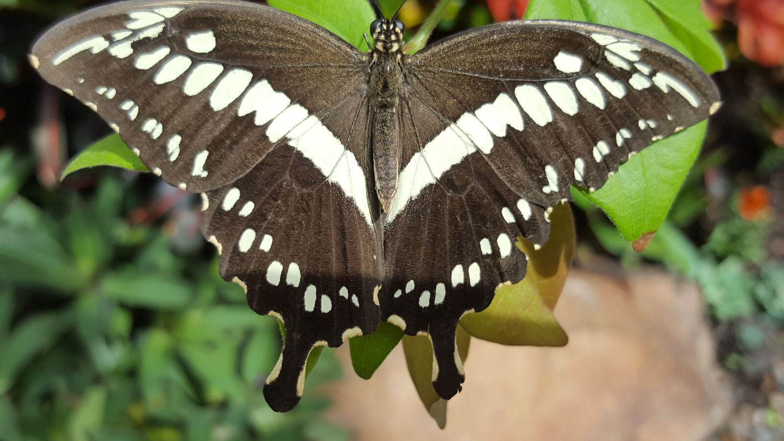 Samsung Galaxy S6 sample photo. Insect, butterfly, nature photography