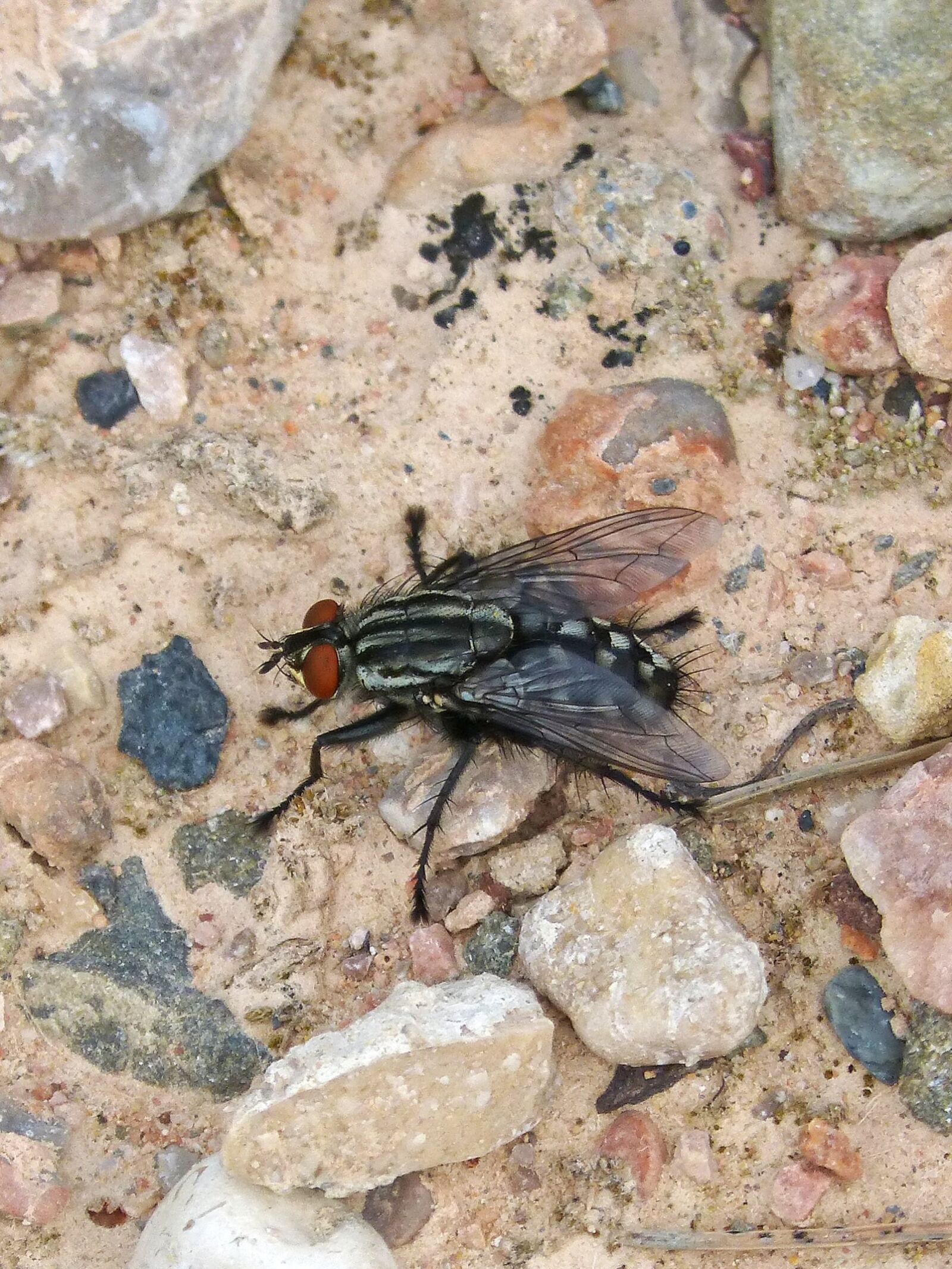 Panasonic DMC-FZ62 sample photo. Botfly, insect, nuisance photography