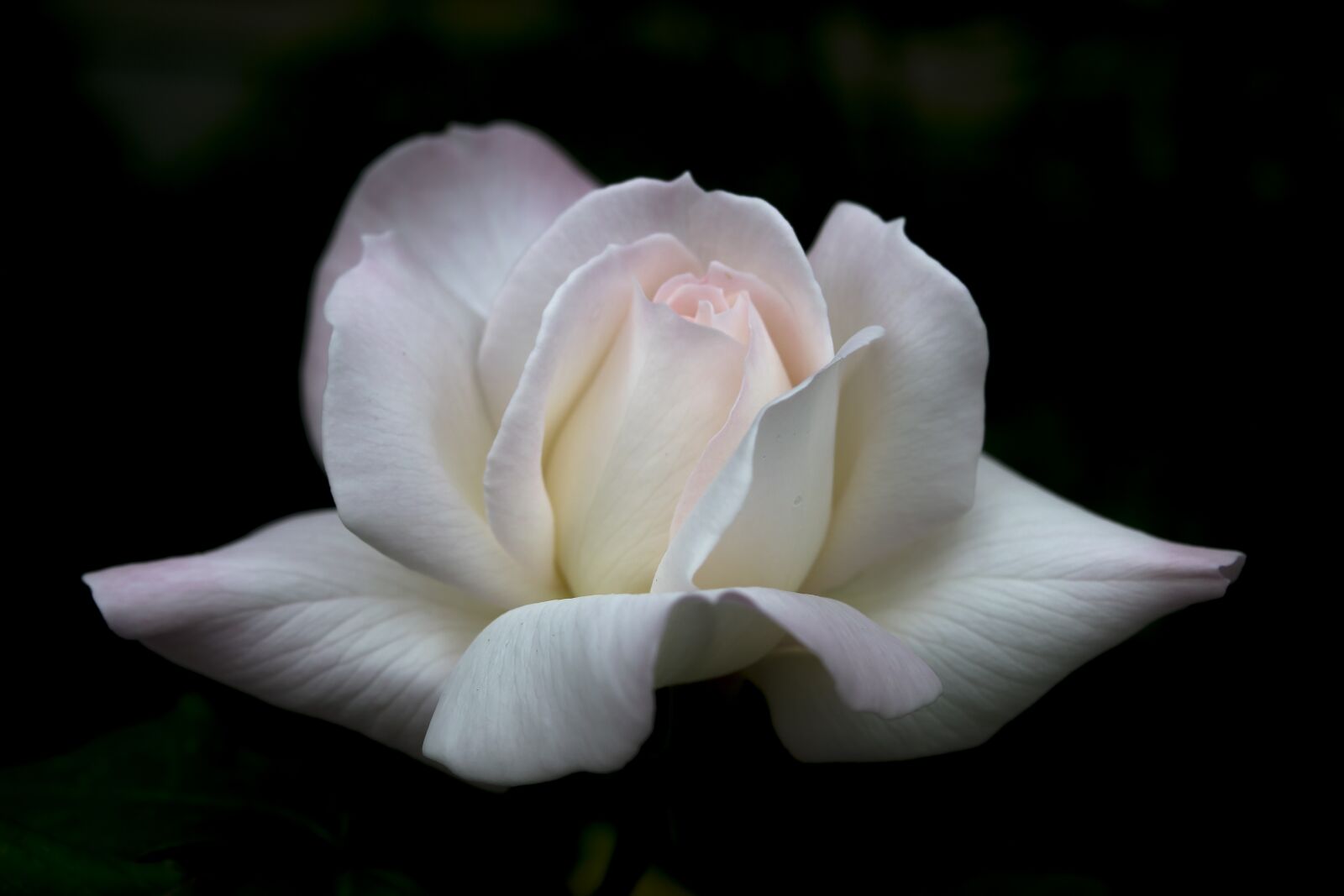 Nikon D3300 sample photo. Flower, nature, flora photography
