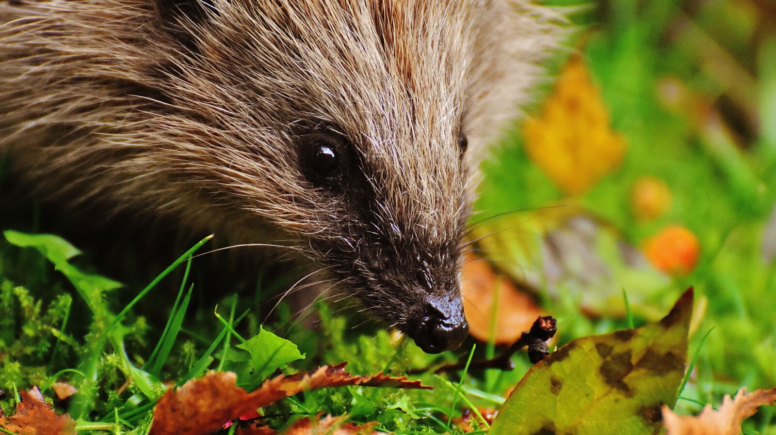 Nikon D7200 sample photo. Hedgehog child, young hedgehog photography