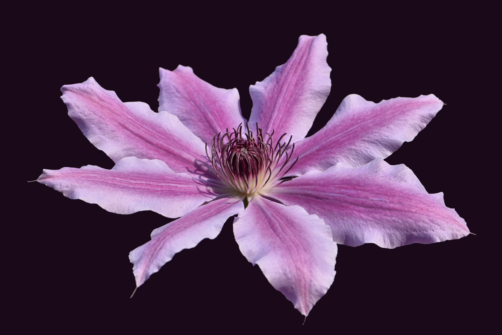 Nikon D5600 sample photo. Clematis, flower, garden photography
