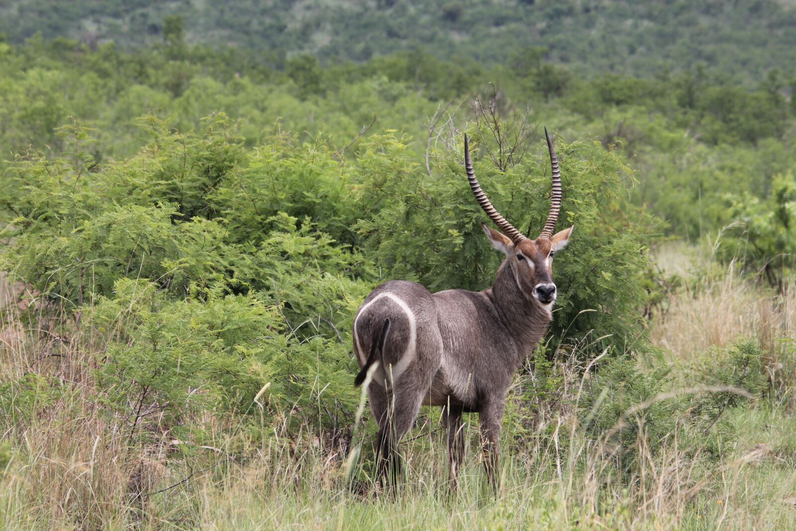 Canon EOS 60D sample photo. Waterbuck, deer, target photography
