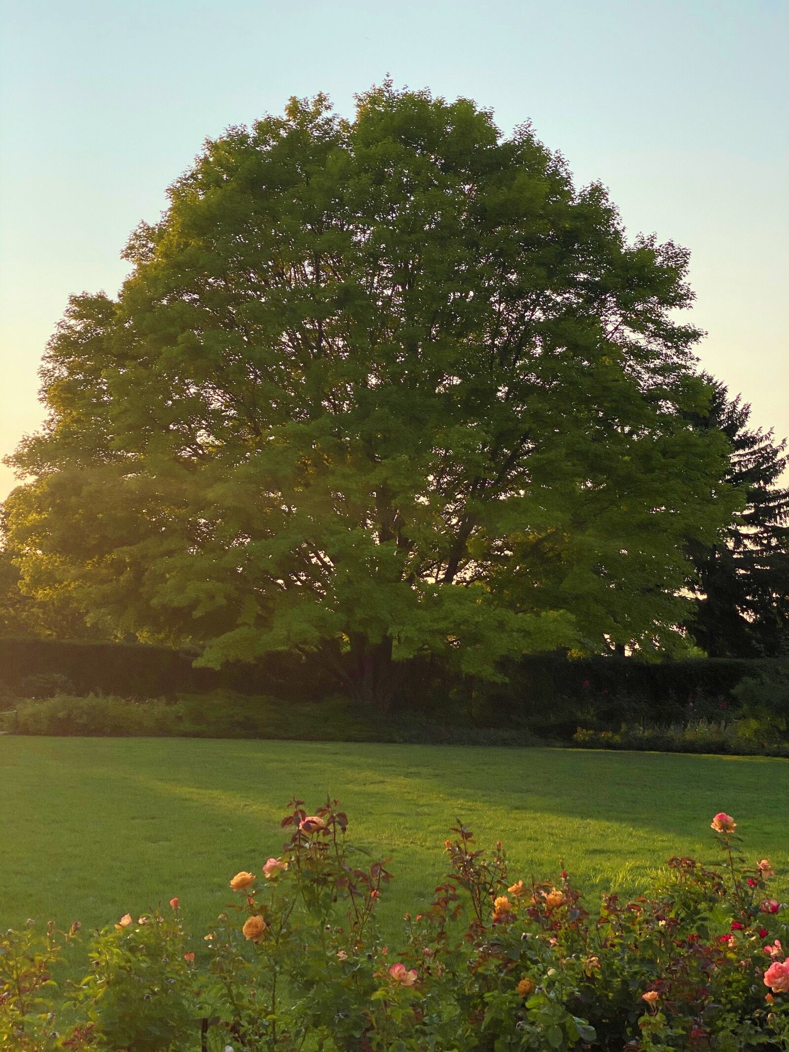Apple iPhone 11 Pro sample photo. Tree, garden, green photography