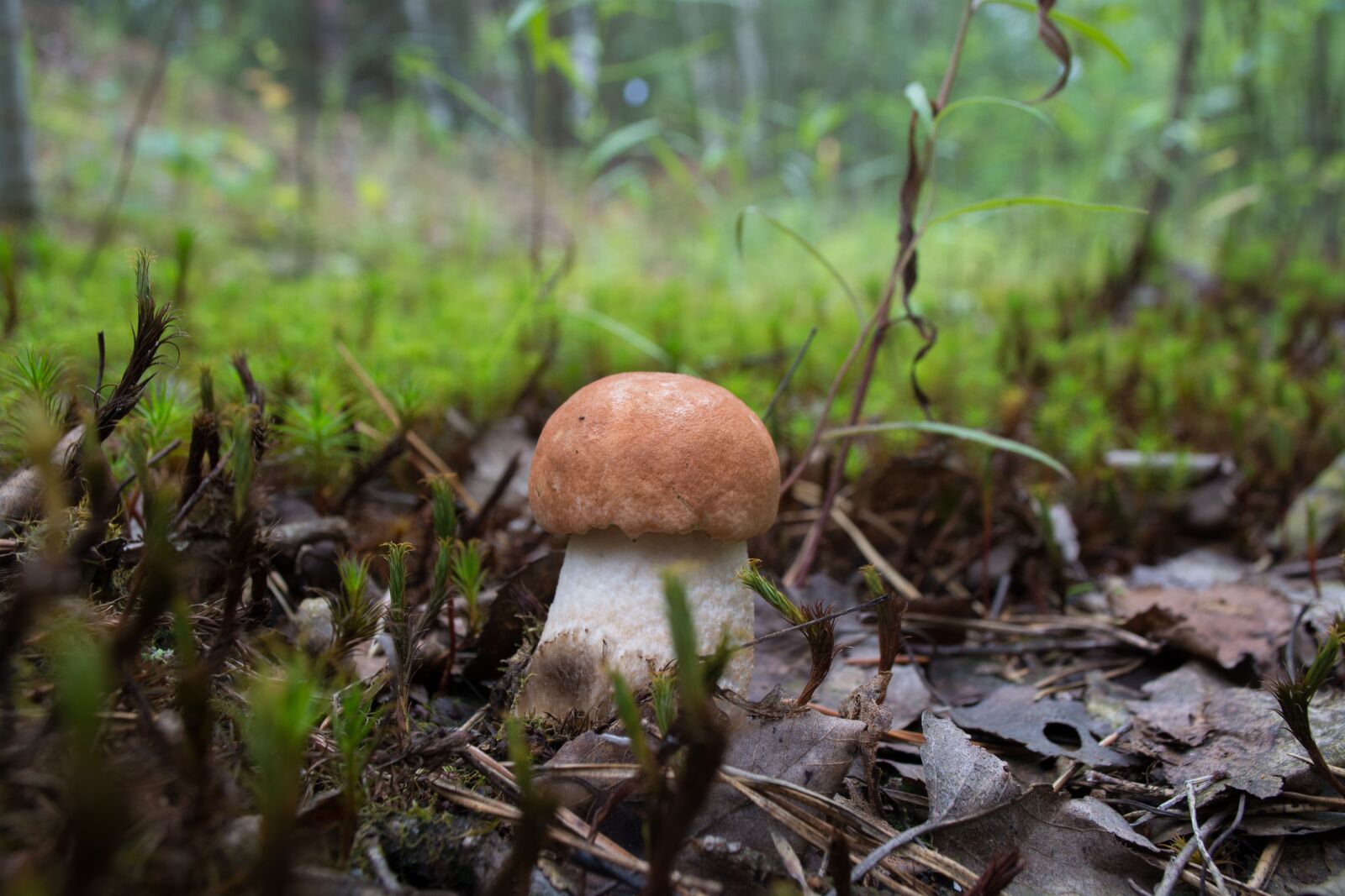 Nikon D5200 sample photo. Orange-cap boletus, mushroom, summer photography