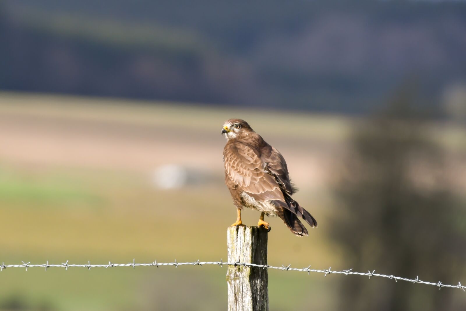 Nikon D500 sample photo. Common buzzard, hot hot photography
