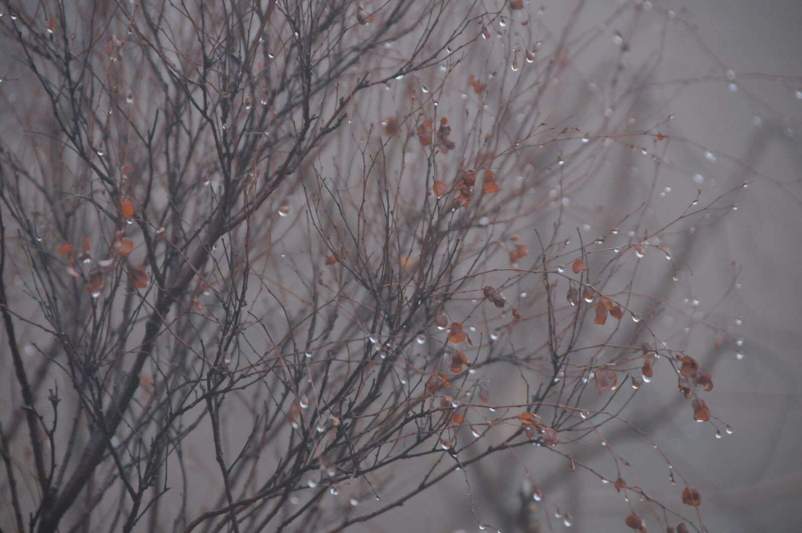 Nikon D300S sample photo. Water droplets, rain, plant photography